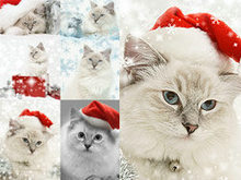 圣诞猫高清图片
