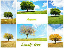 四季树木风光高清图片