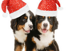 圣诞狗狗动物高清图片
