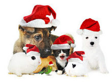 可爱圣诞猫兔狗高清图片