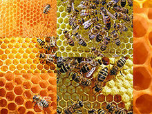 蜜蜂酿蜜蜂巢高清图片