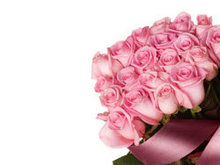 粉色玫瑰高清图片4