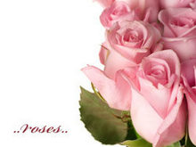 粉色玫瑰高清图片5