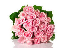 粉色玫瑰高清图片3