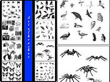 海豚、贝壳、兔子、鸟类、昆虫类PS笔刷集