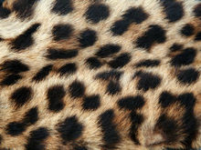 豹纹绒布料高清图片5