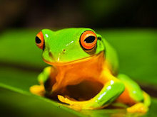 可爱的青蛙高清图片5