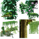 藤蔓植物树木PSD分层图片