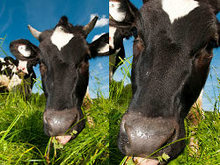 蓝天草地奶牛高清图片4