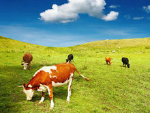 蓝天草地奶牛高清图片