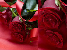 鲜红的玫瑰花系列高清图片9