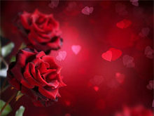 鲜红的玫瑰花系列高清图片5