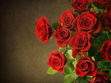 鲜红的玫瑰花系列高清图片3