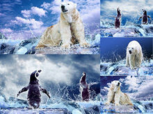 北极熊和企鹅冰河高清图片
