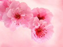 姹紫嫣红的桃花高清图片7