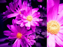 姹紫嫣红的鲜花高清图片1