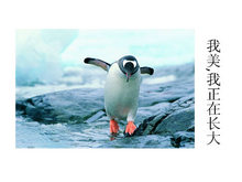 企鹅保护动物PPT模板