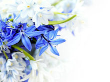 精美蓝色花朵高清图片4