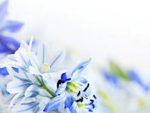 精美蓝色花朵高清图片3