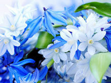精美蓝色花朵高清图片2