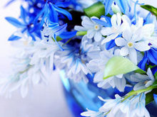 精美蓝色花朵高清图片1