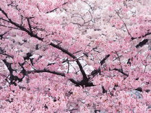樱花树风光高清图片