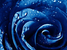 蓝色玫瑰高清图片