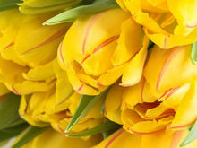 鲜美的黄色郁金香高清图片1