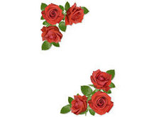 娇艳的红色玫瑰花高清图片5