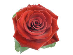 娇艳的红色玫瑰花高清图片3