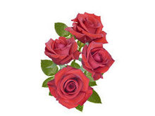 娇艳的红色玫瑰花高清图片4