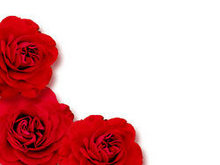 娇艳的红色玫瑰花高清图片1