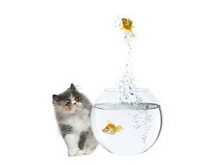 猫与金鱼高清图片6