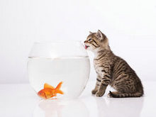 猫与金鱼高清图片5