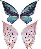 蝴蝶翅膀元素PSD源文件