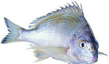 海鲜鱼类PSD源文件(1)