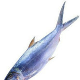海鲜鱼类PSD源文件(3)