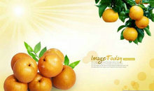 水果橙子PSD素材