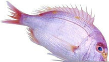海鲜鱼类PSD源文件(4)