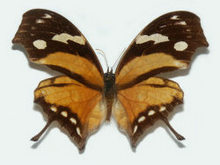 蝴蝶标本高清图片