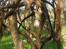 各种形态的树树根高清图片