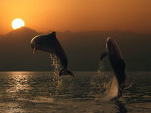 跳跃的海豚高清图片5