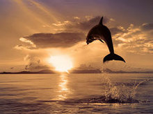 跳跃的海豚高清图片4