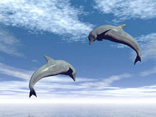 跳跃的海豚高清图片2