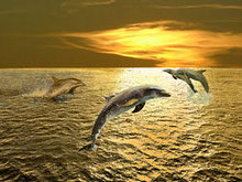 跳跃的海豚高清图片1