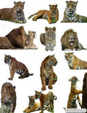 老虎与狮子的图片PSD源文件