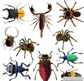 各种爬行昆虫PSD源文件
