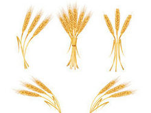 黄色麦穗农作物矢量图4