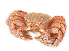 螃蟹高清图片2