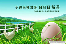 生态土鸡蛋宣传海报PSD模板